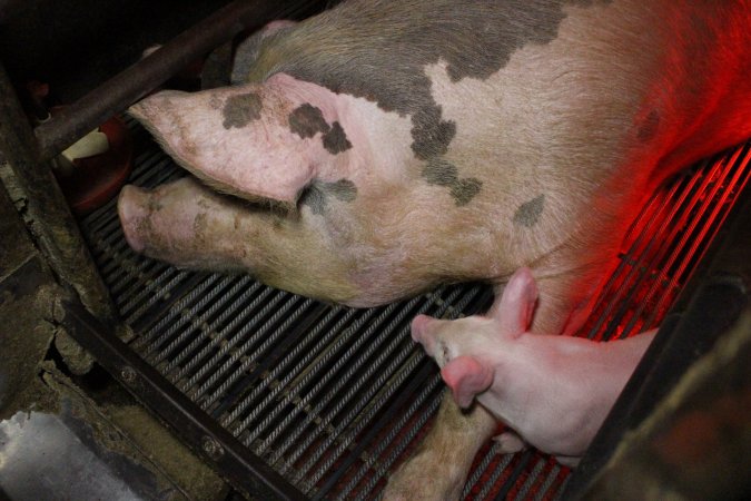 Farrowing crates at Cumbijowa Piggery NSW