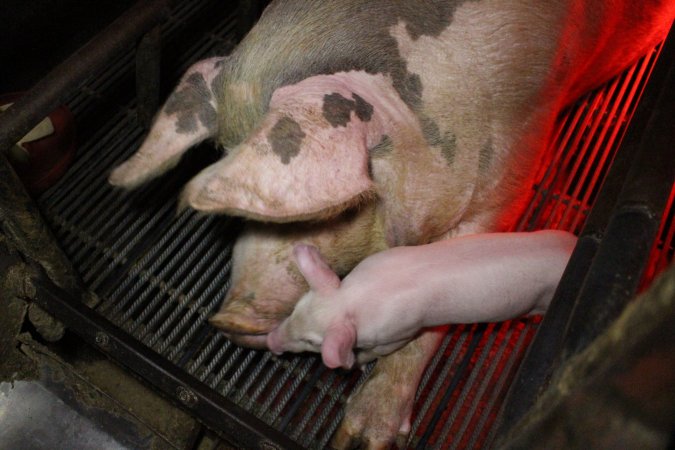 Farrowing crates at Cumbijowa Piggery NSW