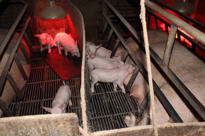 Farrowing crates at Cumbijowa Piggery NSW