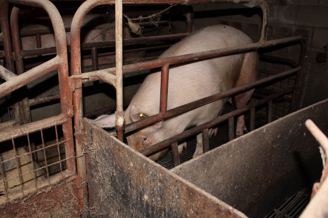 Farrowing crates at Cumbijowa Piggery NSW