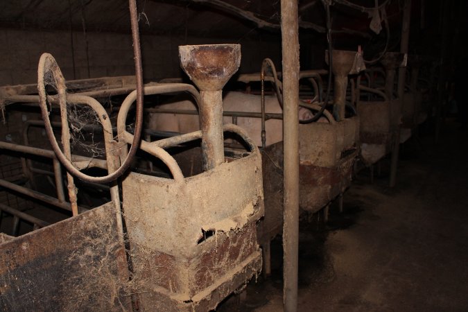 Farrowing crates at Cumbijowa Piggery NSW