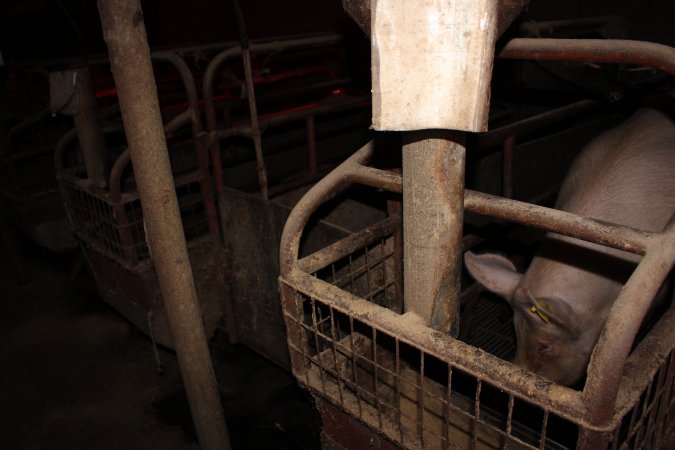 Farrowing crates at Cumbijowa Piggery NSW