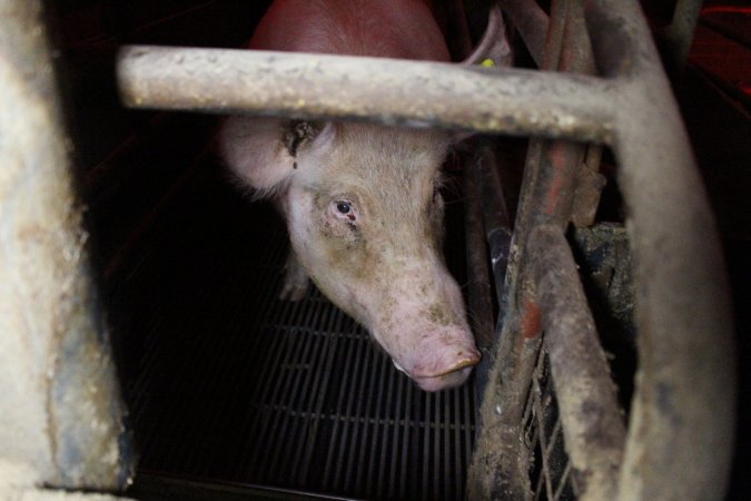 Farrowing crates at Cumbijowa Piggery NSW