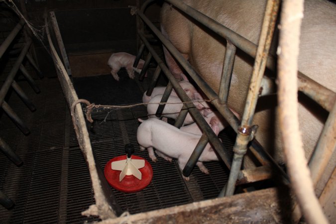 Farrowing crates at Cumbijowa Piggery NSW