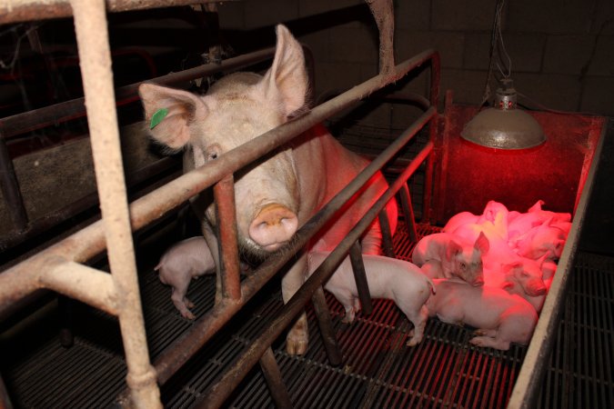 Farrowing crates at Cumbijowa Piggery NSW