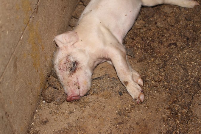 Farrowing crates at Cumbijowa Piggery NSW