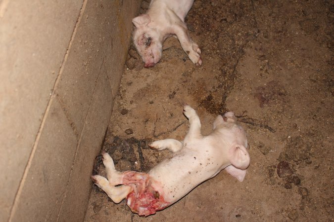 Dead piglet, possibly cannibalised