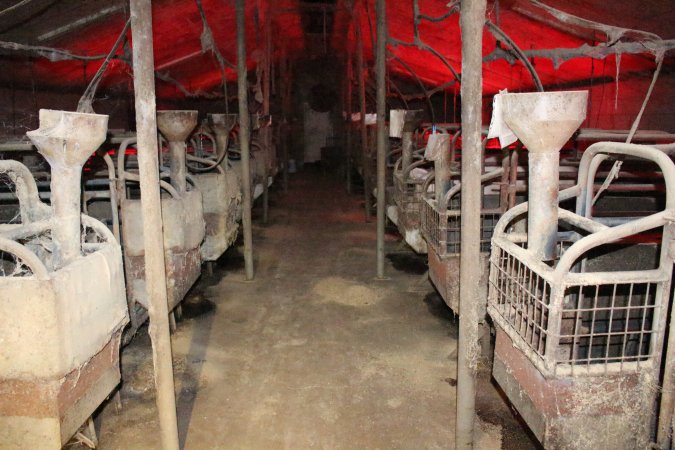 Farrowing crates at Cumbijowa Piggery NSW