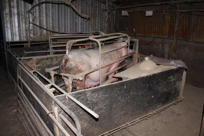 Farrowing crates at Cumbijowa Piggery NSW