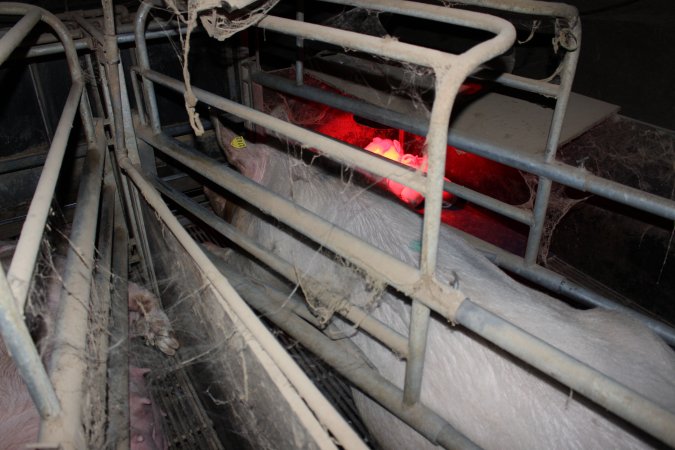 Farrowing crates at Cumbijowa Piggery NSW