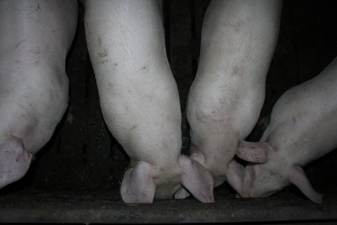 Grower pigs