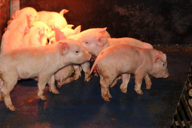 Farrowing crates at Cumbijowa Piggery NSW