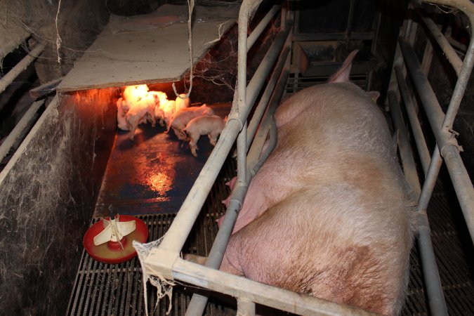 Farrowing crates at Cumbijowa Piggery NSW