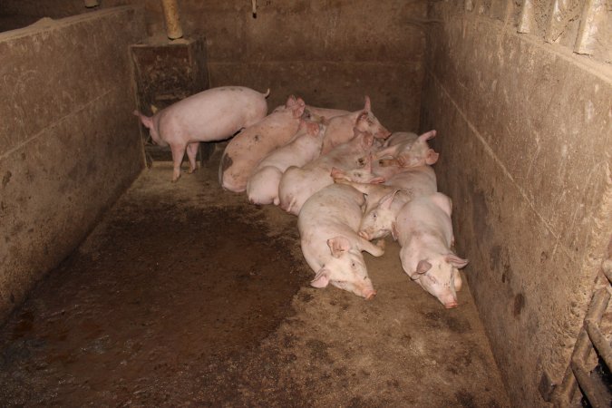 Weaner piglets