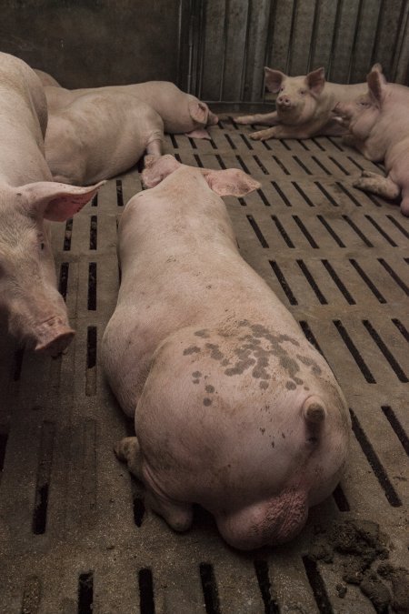 Grower pigs at Dead Horse Gully (DHG) Piggery NSW