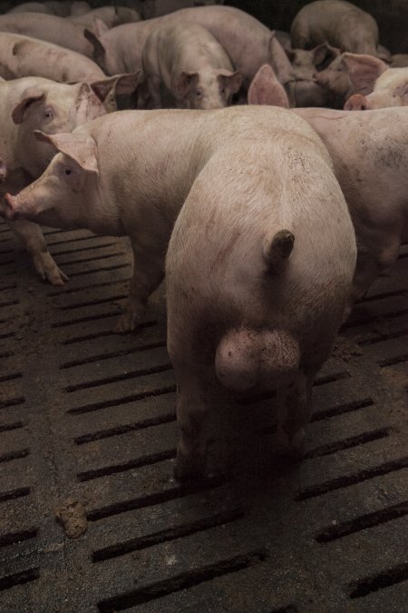 Grower pigs at Dead Horse Gully (DHG) Piggery NSW