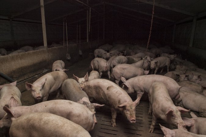 Grower pigs at Dead Horse Gully (DHG) Piggery NSW