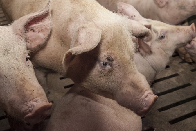 Grower pigs at Dead Horse Gully (DHG) Piggery NSW