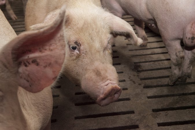 Grower pigs at Dead Horse Gully (DHG) Piggery NSW