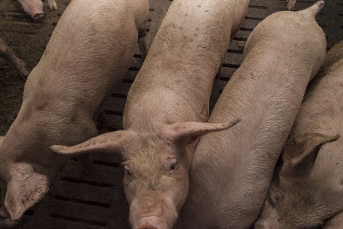 Grower pigs at Dead Horse Gully (DHG) Piggery NSW