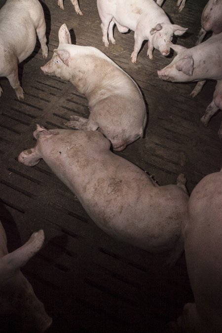 Grower pigs at Dead Horse Gully (DHG) Piggery NSW