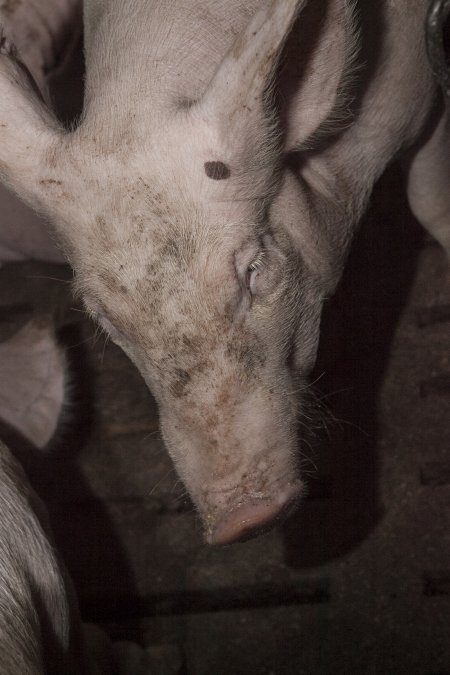 Grower pigs at Dead Horse Gully (DHG) Piggery NSW