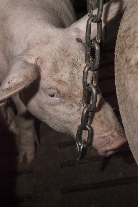 Grower pigs at Dead Horse Gully (DHG) Piggery NSW