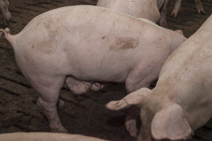 Grower pigs at Dead Horse Gully (DHG) Piggery NSW