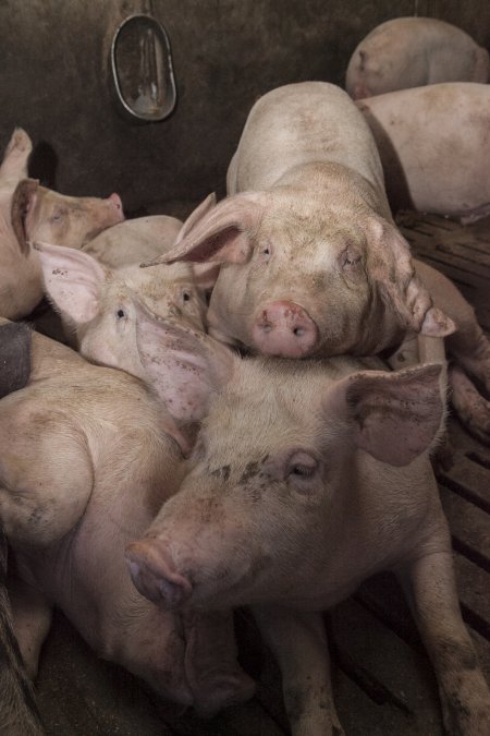 Grower pigs at Dead Horse Gully (DHG) Piggery NSW