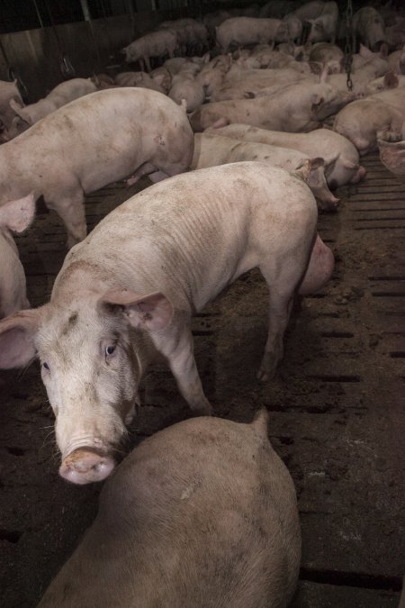 Grower pigs at Dead Horse Gully (DHG) Piggery NSW