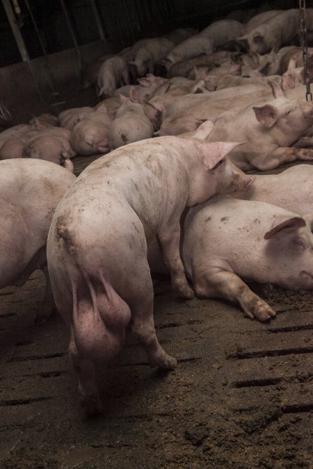 Grower pigs at Dead Horse Gully (DHG) Piggery NSW