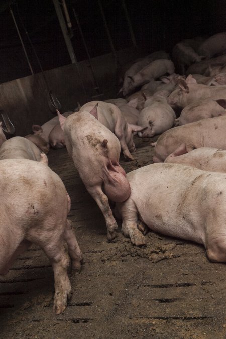 Grower pig with oversized testicles