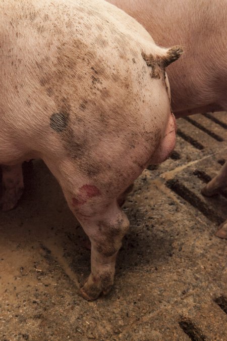 Grower pigs at Dead Horse Gully (DHG) Piggery NSW