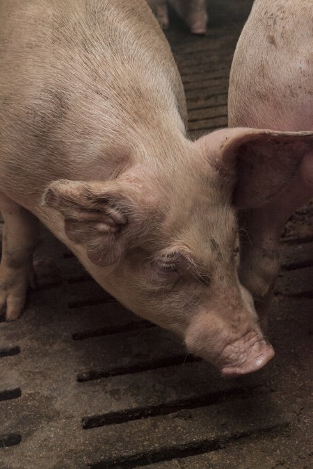 Grower pigs at Dead Horse Gully (DHG) Piggery NSW