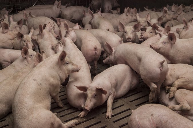 Grower pigs at Dead Horse Gully (DHG) Piggery NSW