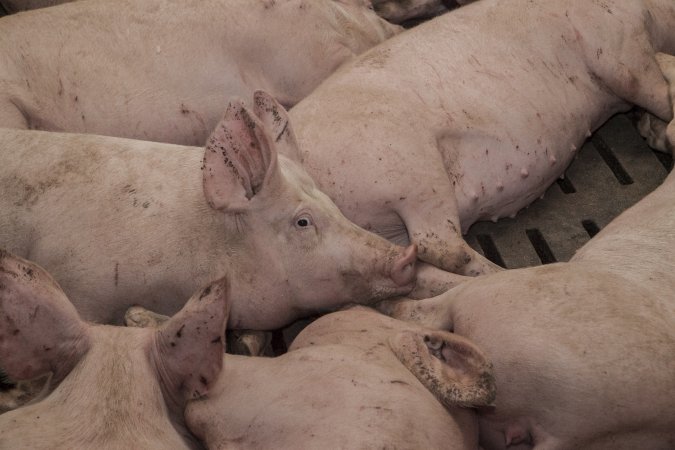 Grower pigs at Dead Horse Gully (DHG) Piggery NSW