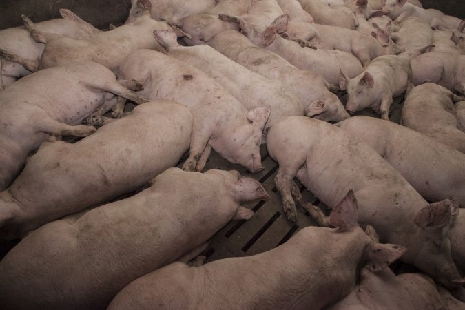 Grower pigs at Dead Horse Gully (DHG) Piggery NSW