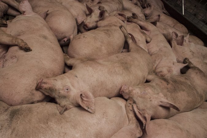 Grower pigs at Dead Horse Gully (DHG) Piggery NSW