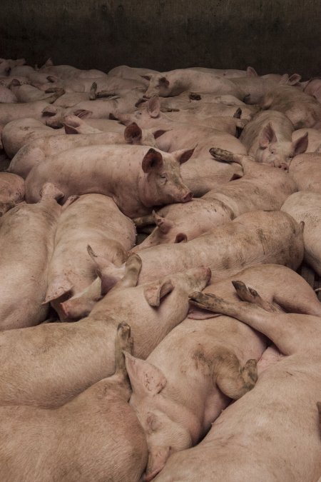 Grower pigs at Dead Horse Gully (DHG) Piggery NSW