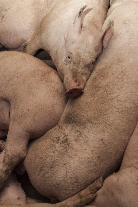 Grower pigs at Dead Horse Gully (DHG) Piggery NSW