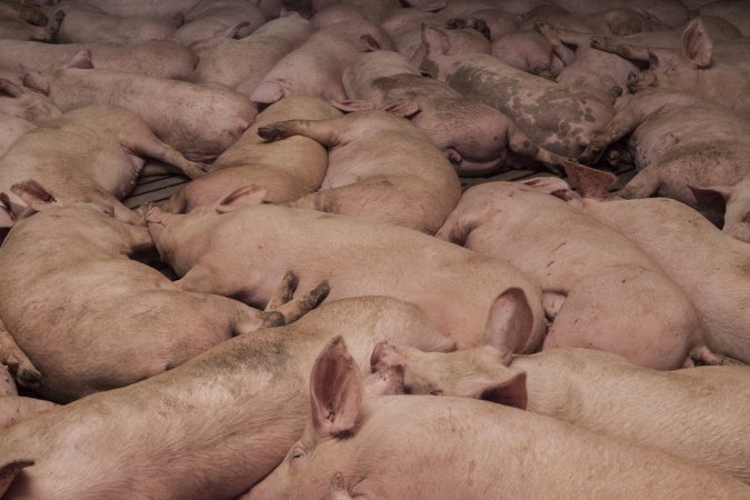 Grower pigs at Dead Horse Gully (DHG) Piggery NSW