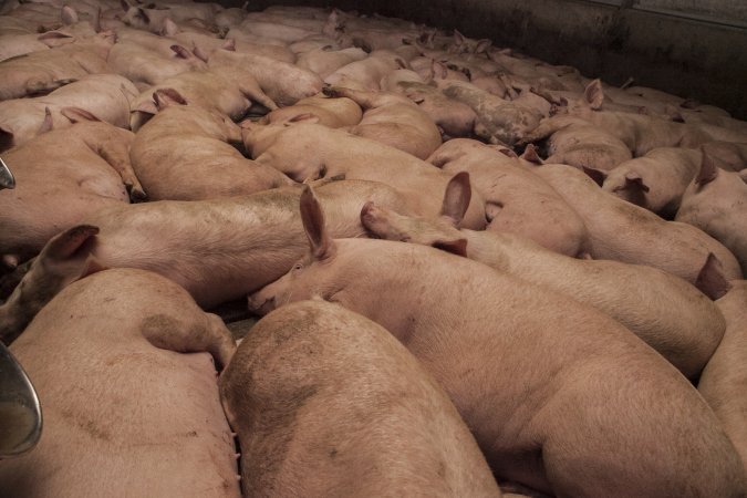 Grower pigs at Dead Horse Gully (DHG) Piggery NSW