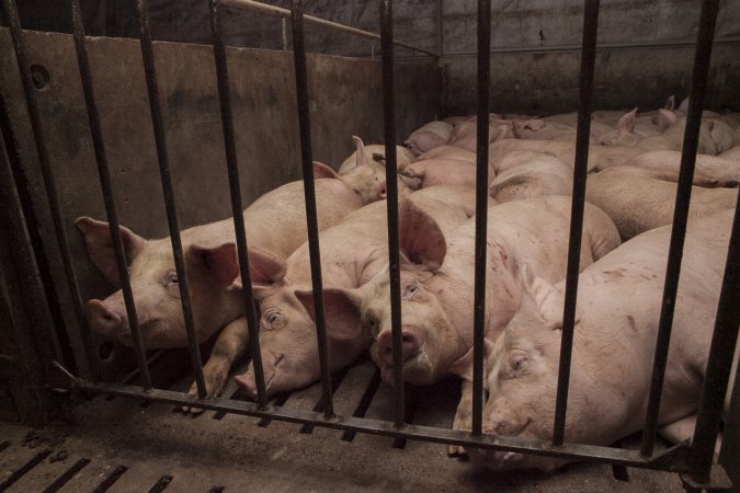 Grower pigs at Dead Horse Gully (DHG) Piggery NSW