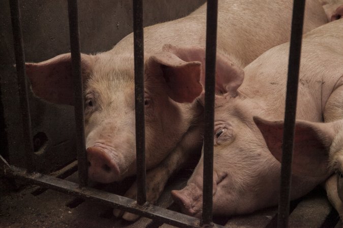 Grower pigs at Dead Horse Gully (DHG) Piggery NSW