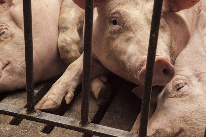 Grower pigs at Dead Horse Gully (DHG) Piggery NSW