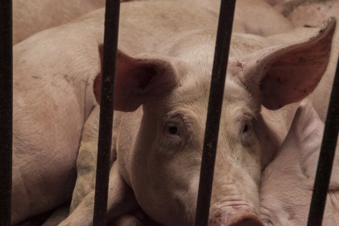 Grower pigs at Dead Horse Gully (DHG) Piggery NSW