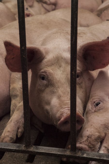 Grower pigs at Dead Horse Gully (DHG) Piggery NSW