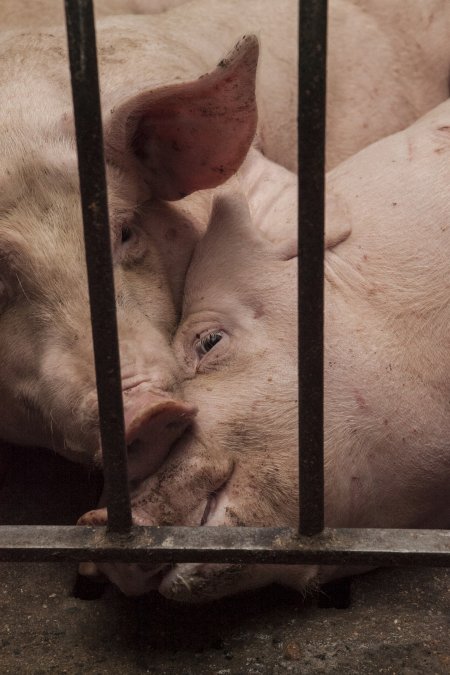 Grower pigs at Dead Horse Gully (DHG) Piggery NSW