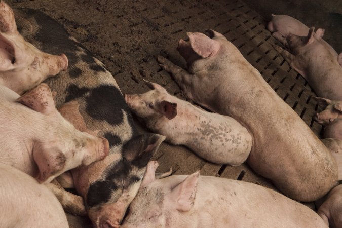 Grower pigs at Dead Horse Gully (DHG) Piggery NSW