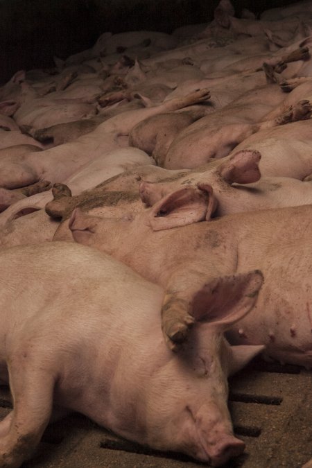 Grower pigs at Dead Horse Gully (DHG) Piggery NSW